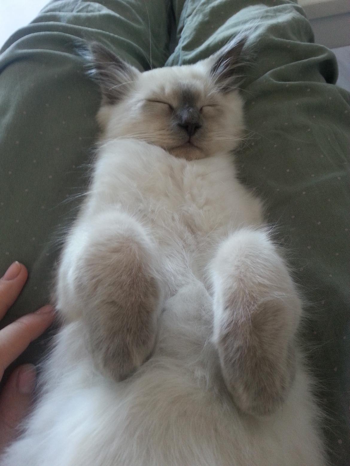 Blanding af racer Ludvig billede 3