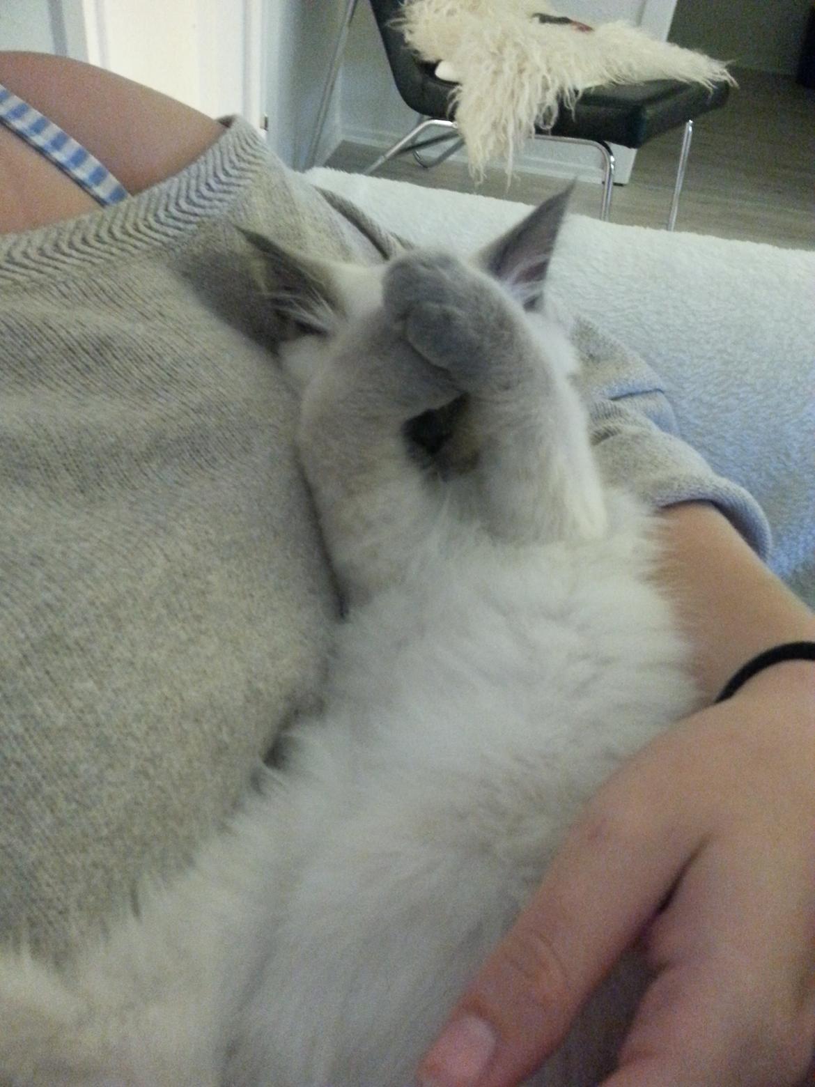 Blanding af racer Ludvig billede 4