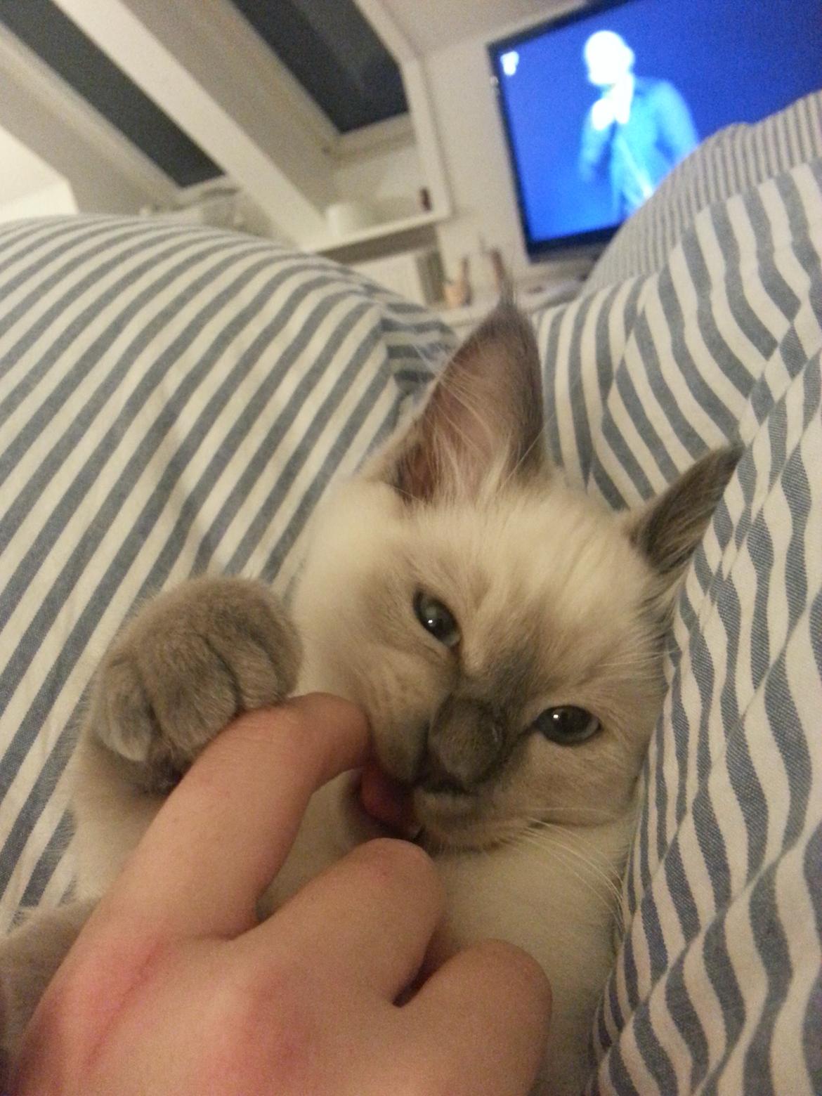 Blanding af racer Ludvig billede 5