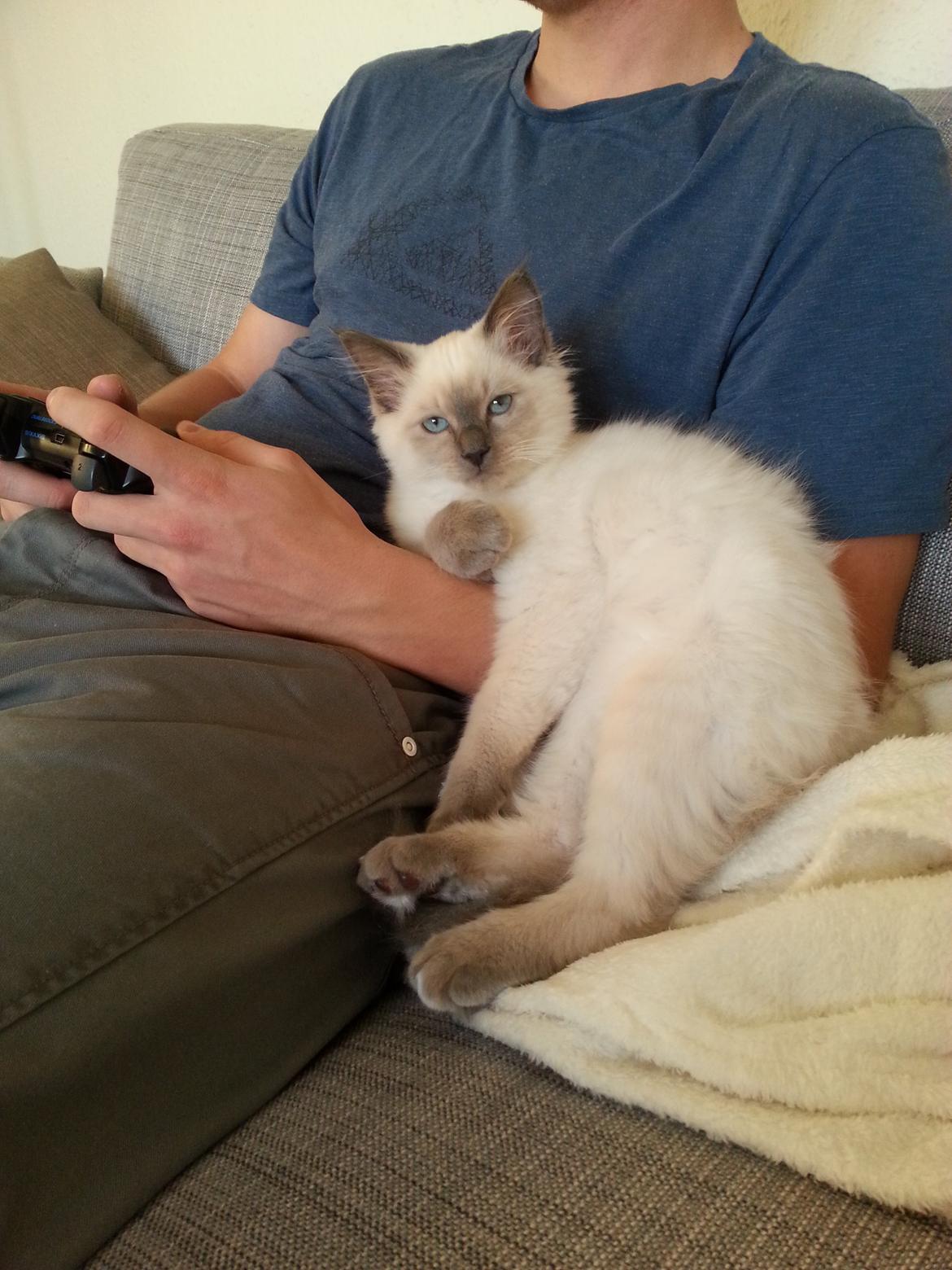 Blanding af racer Ludvig billede 7