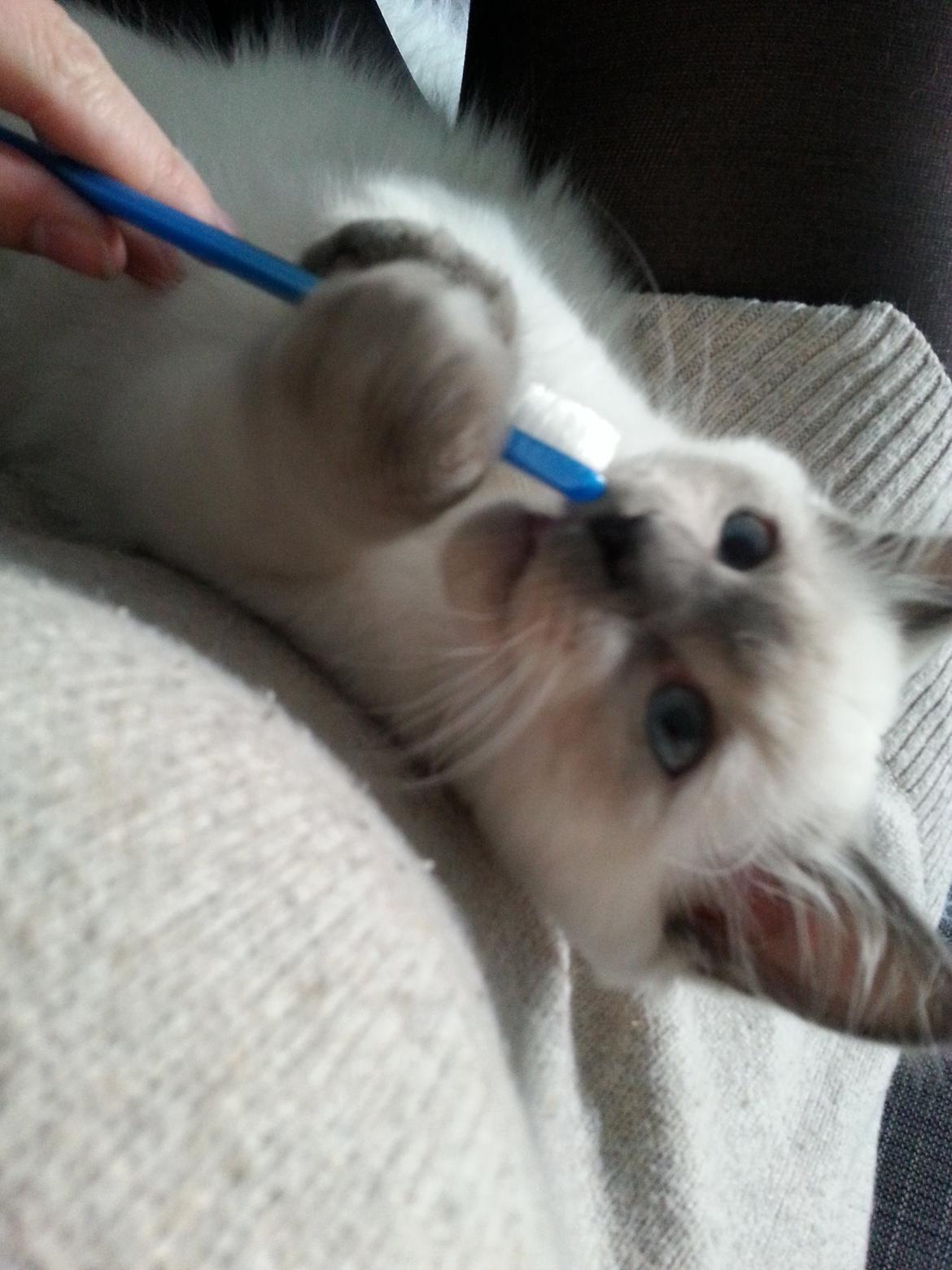 Blanding af racer Ludvig billede 8