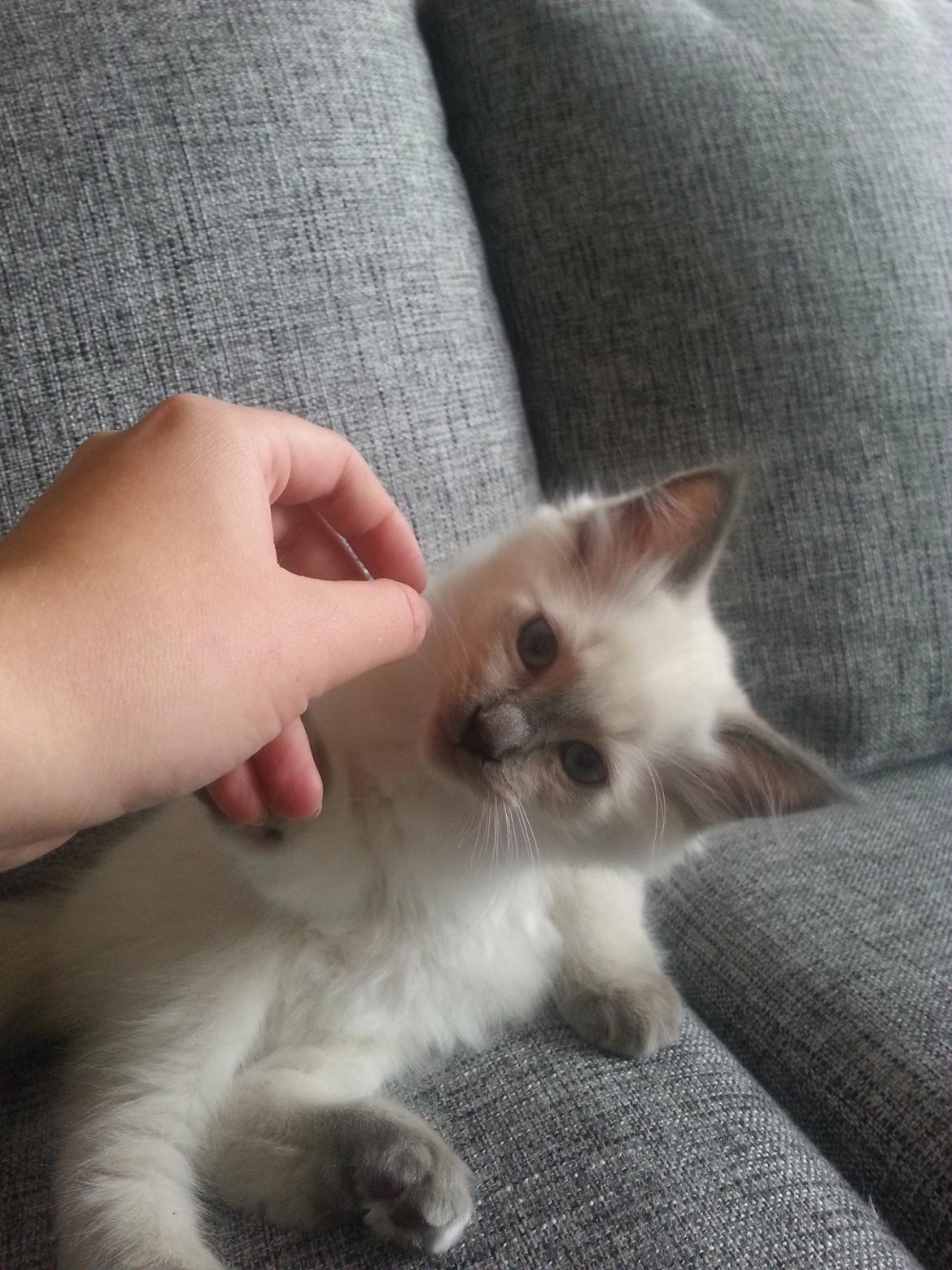 Blanding af racer Ludvig billede 1