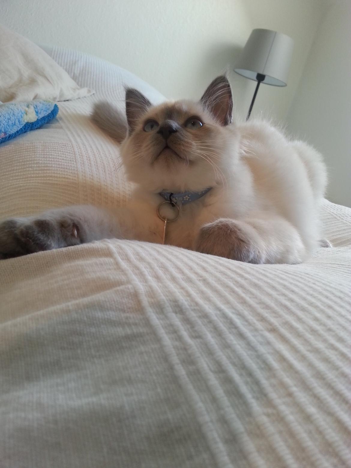 Blanding af racer Ludvig billede 9