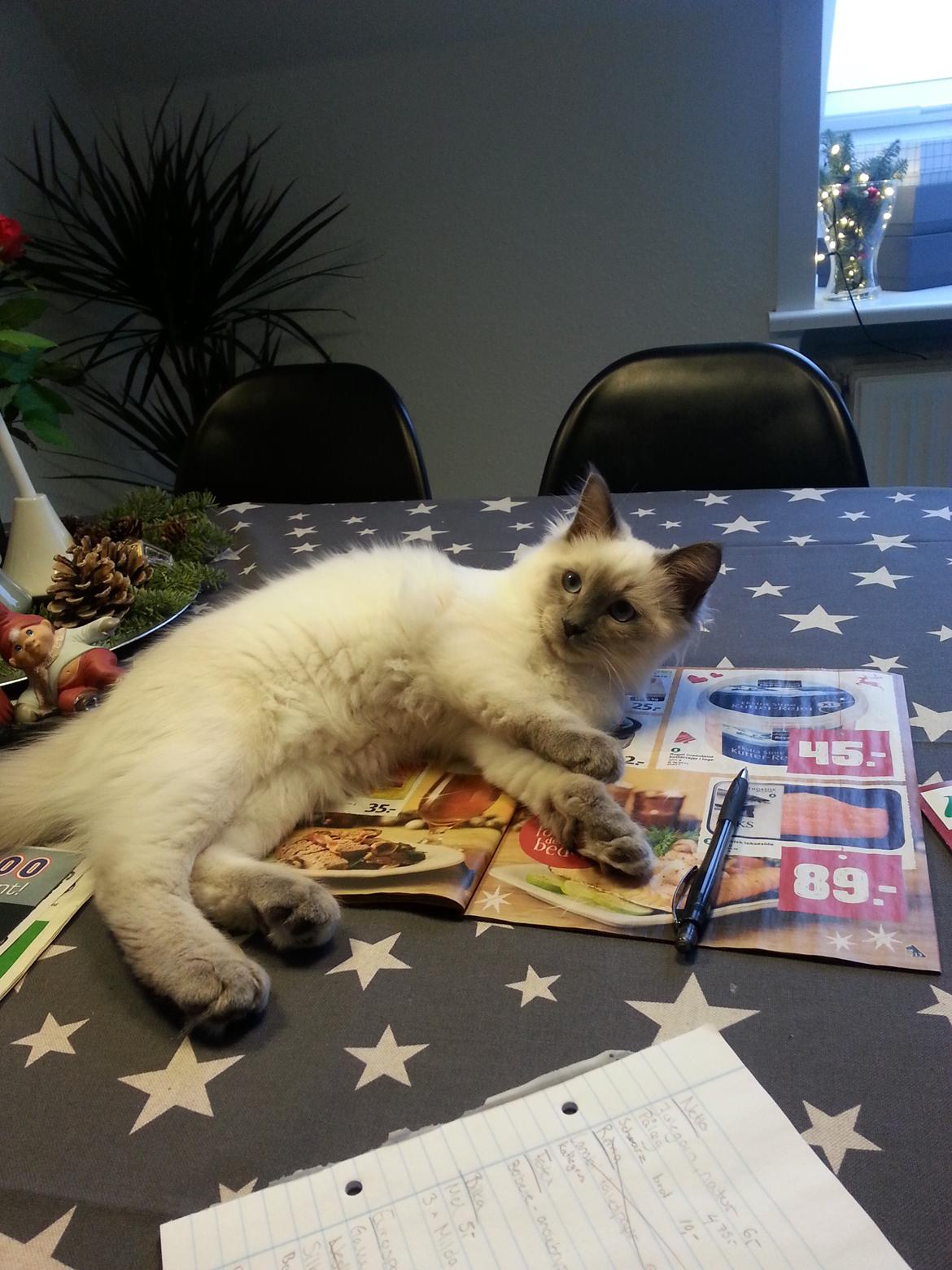 Blanding af racer Ludvig billede 11