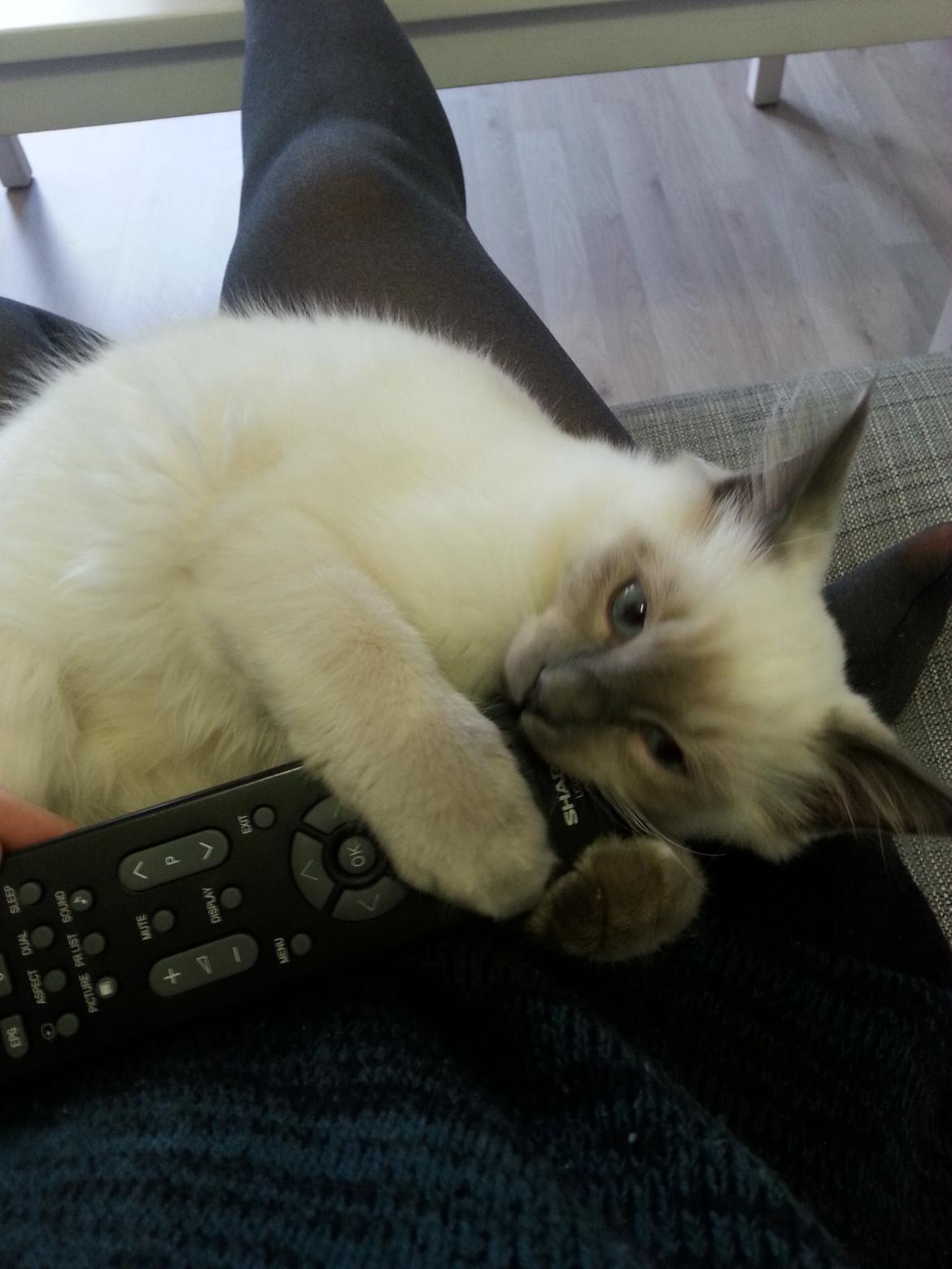 Blanding af racer Ludvig billede 10