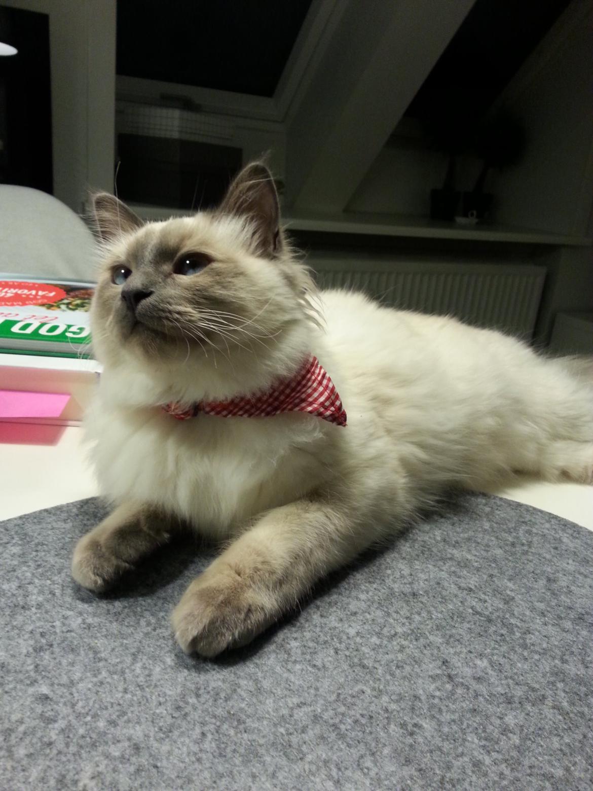 Blanding af racer Ludvig billede 13