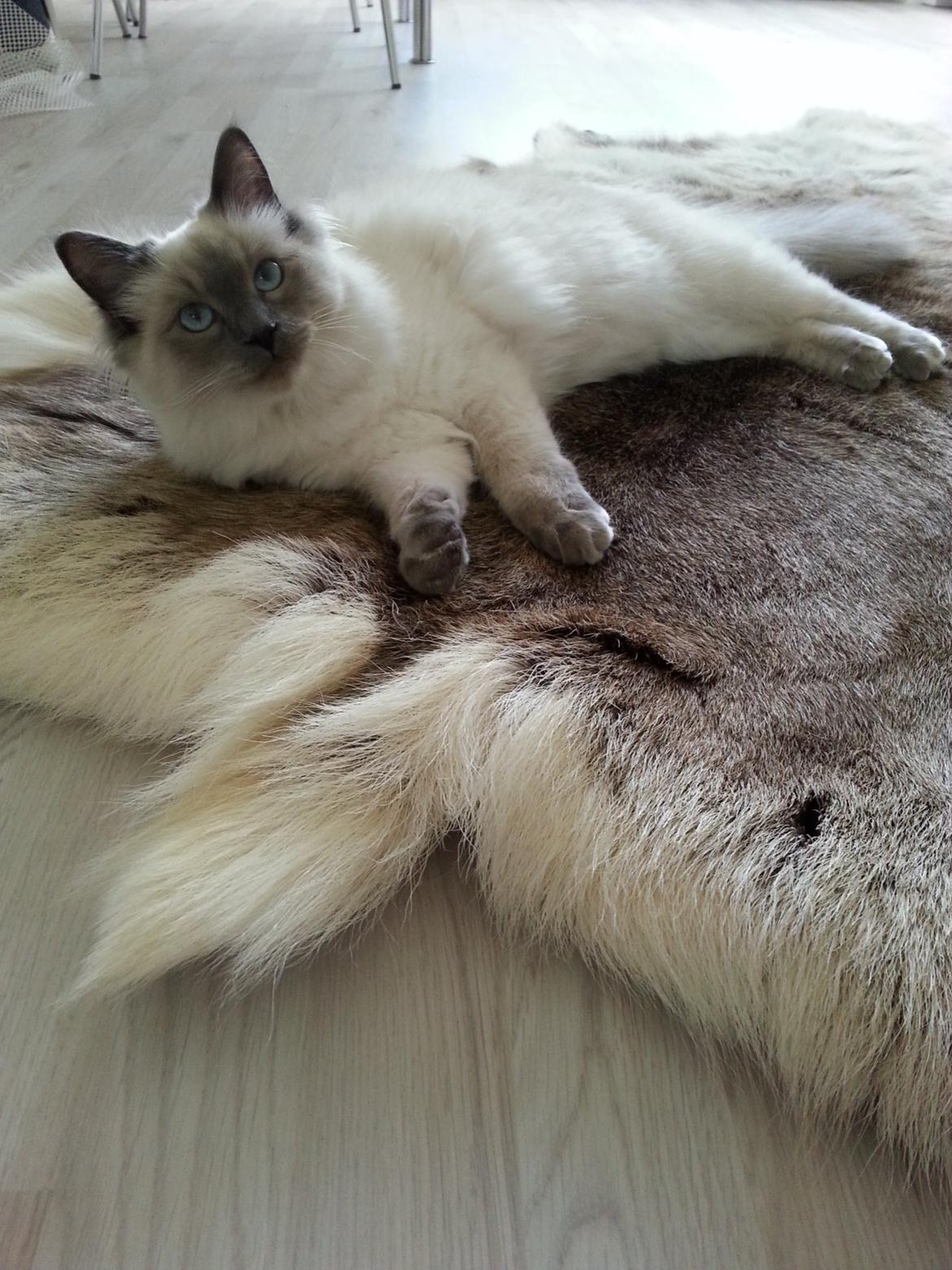 Blanding af racer Ludvig billede 14