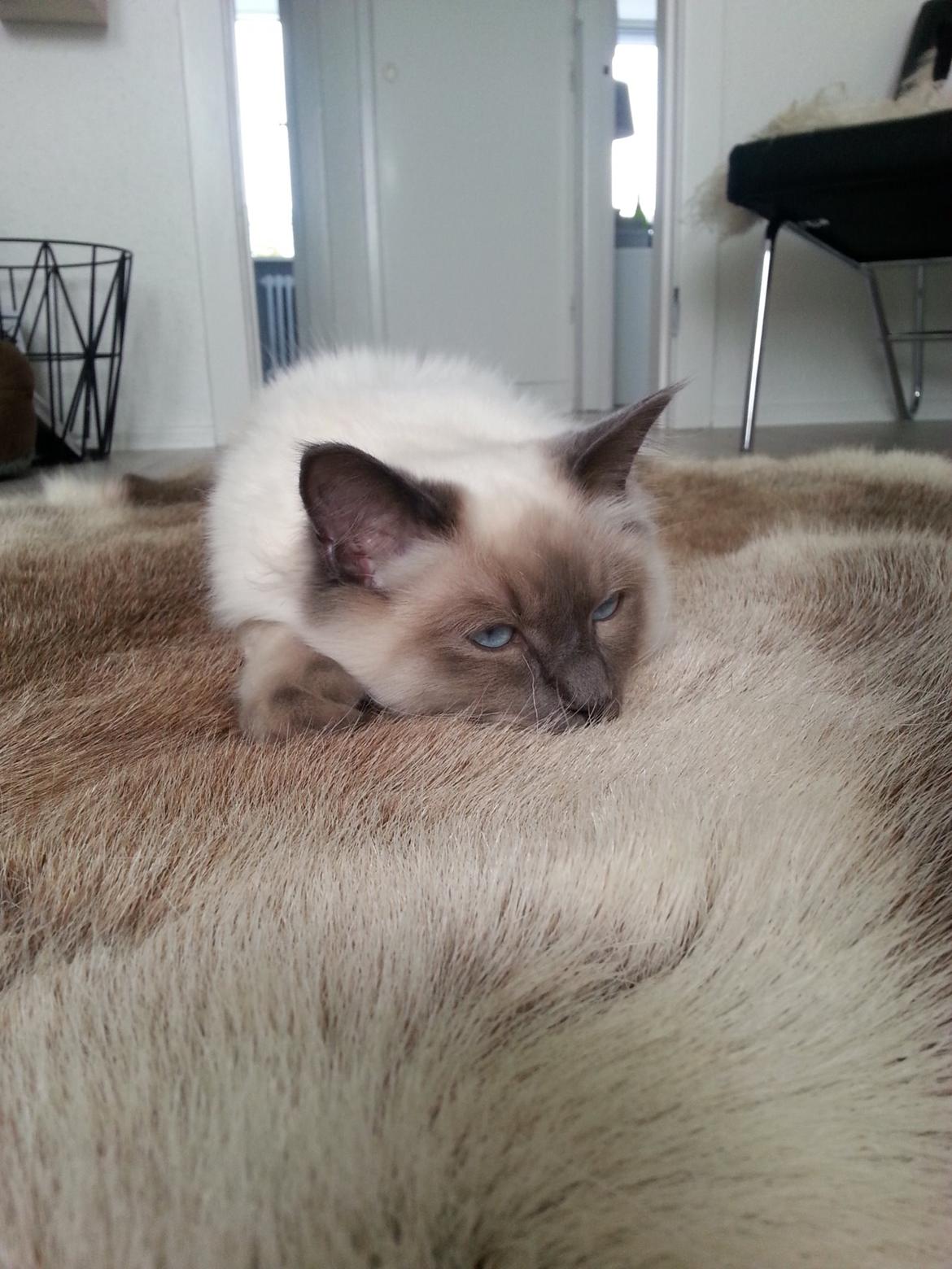 Blanding af racer Ludvig billede 15