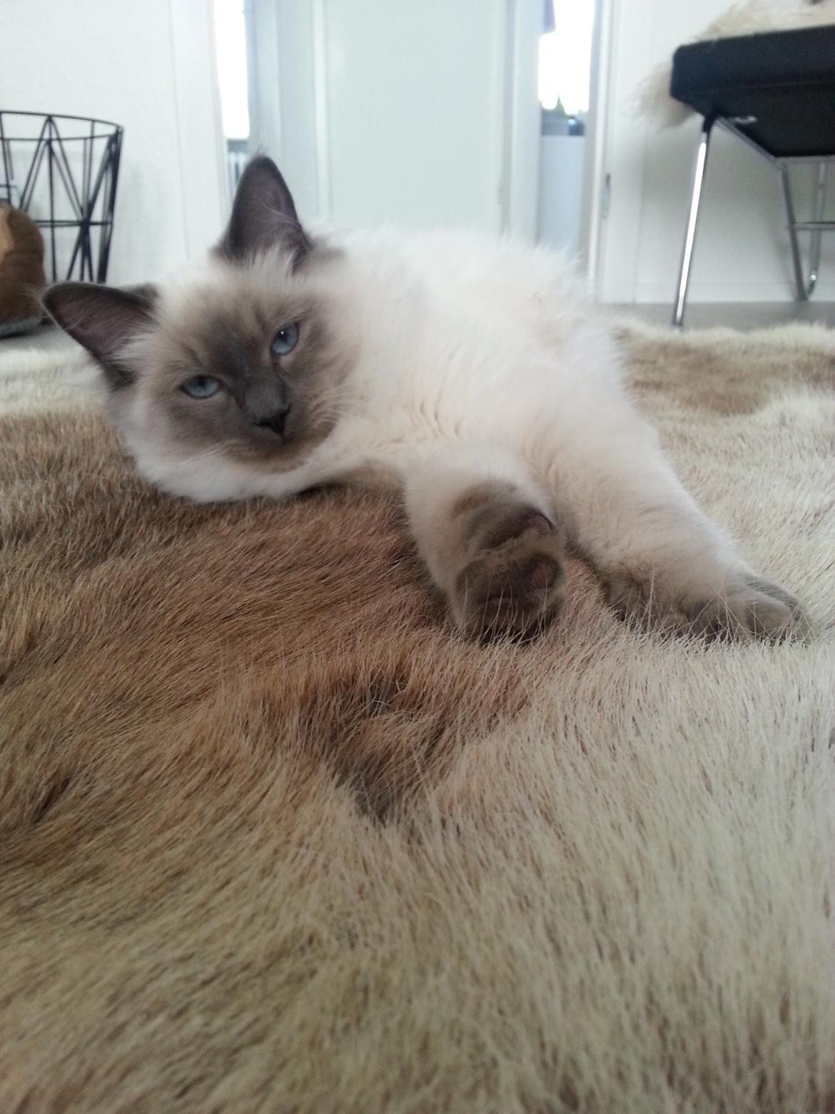 Blanding af racer Ludvig billede 16