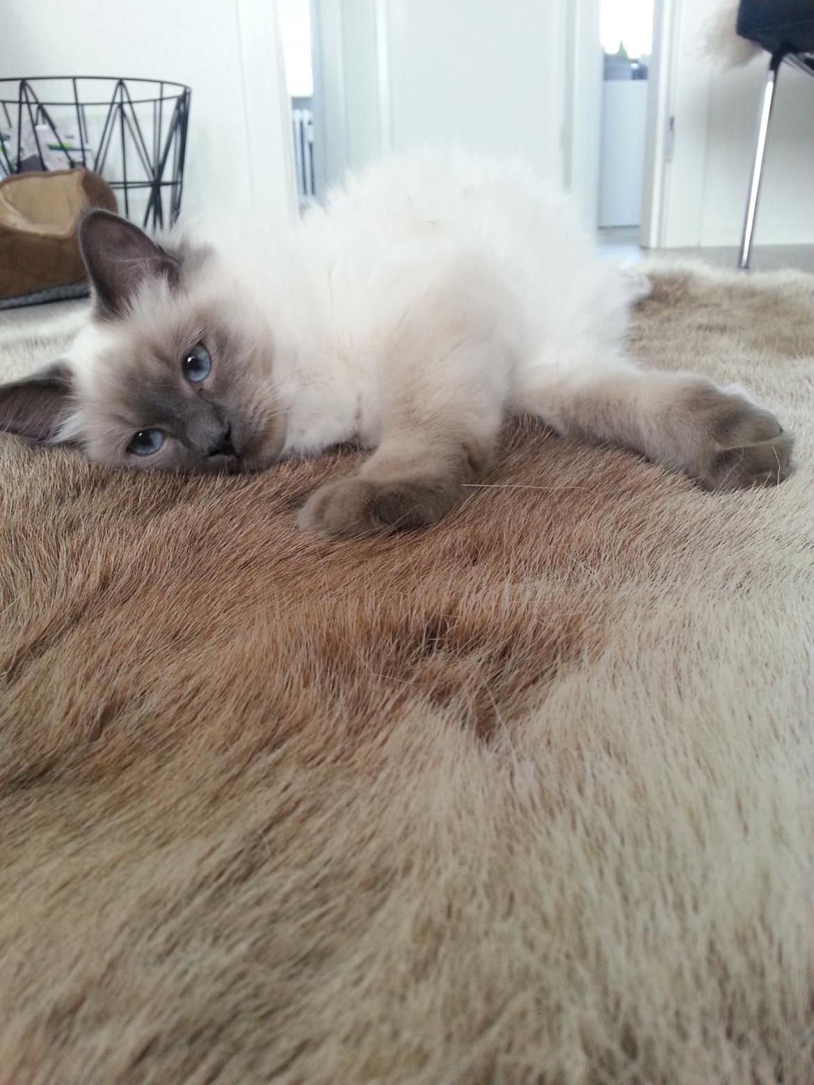 Blanding af racer Ludvig billede 17