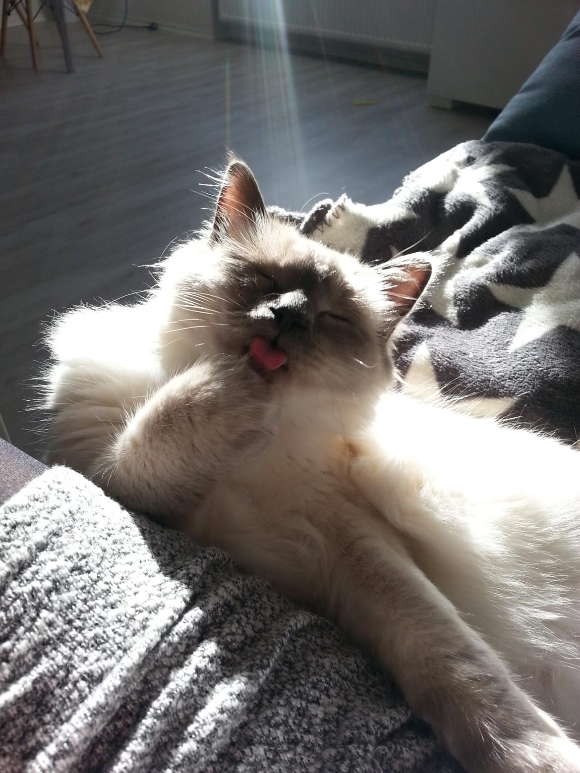 Blanding af racer Ludvig billede 18