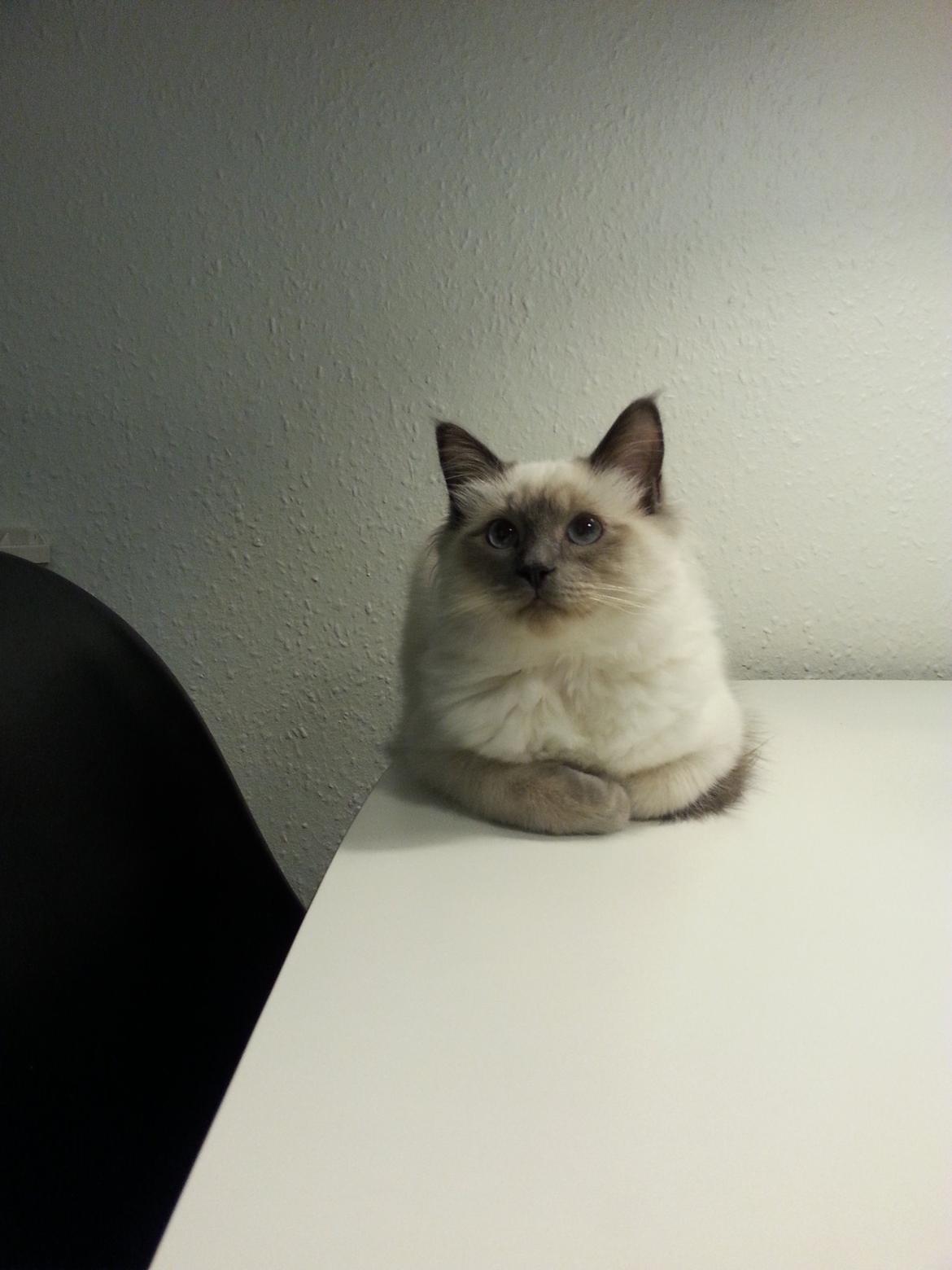 Blanding af racer Ludvig billede 12