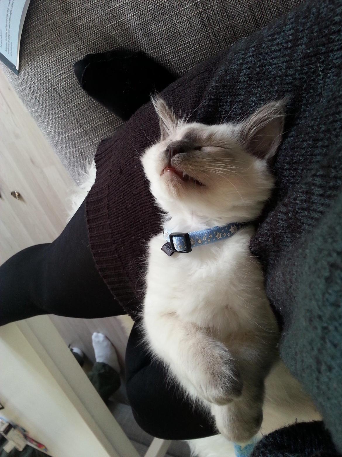 Blanding af racer Ludvig billede 6