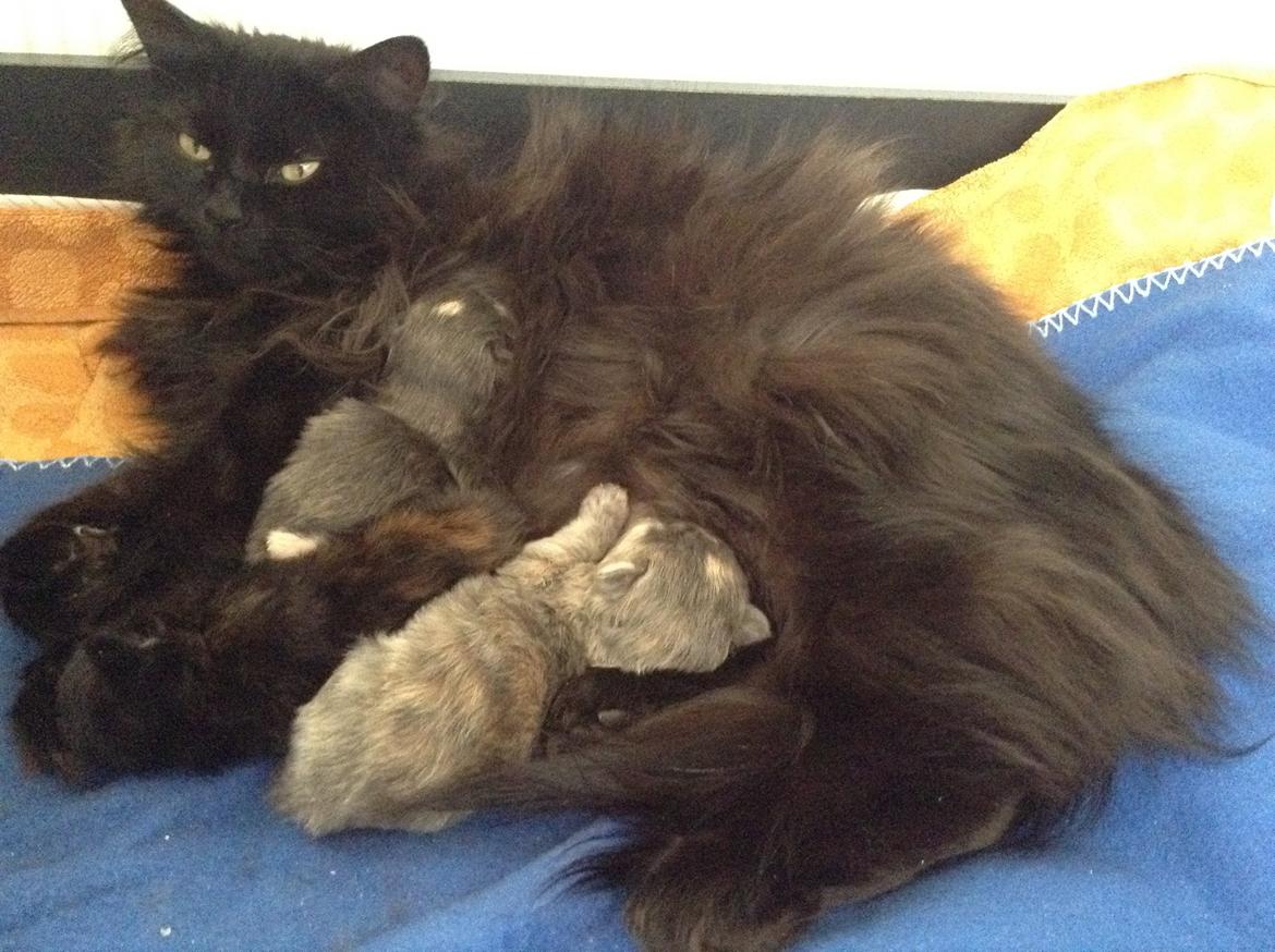 Maine Coon Liva billede 1