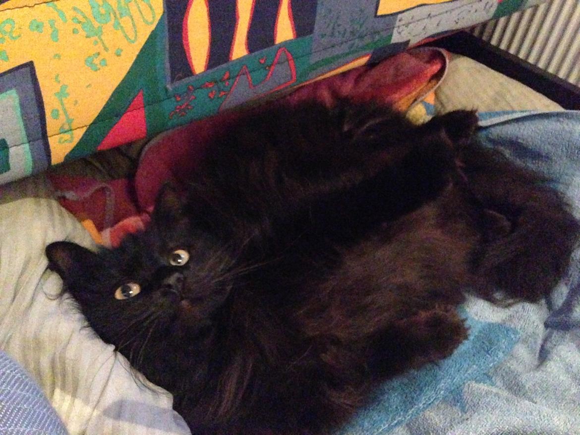 Maine Coon Liva billede 2