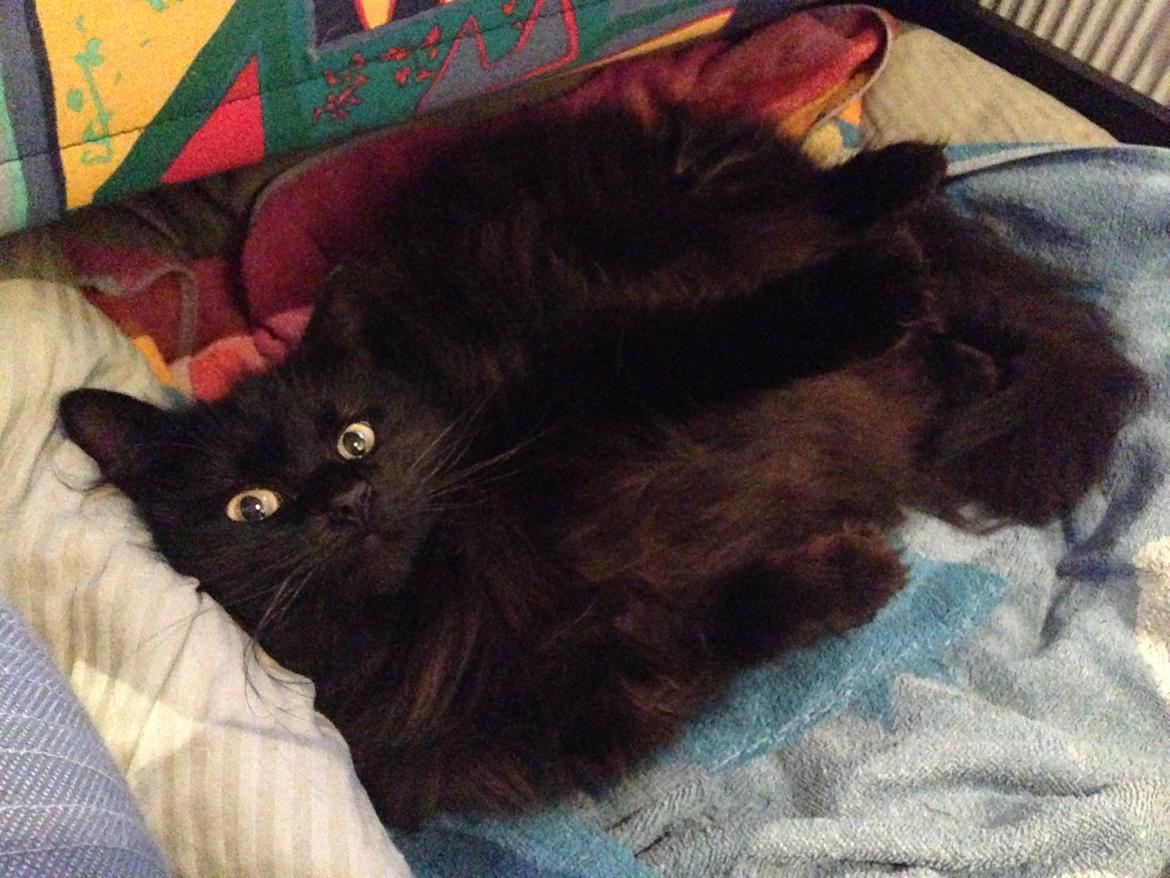 Maine Coon Liva billede 3