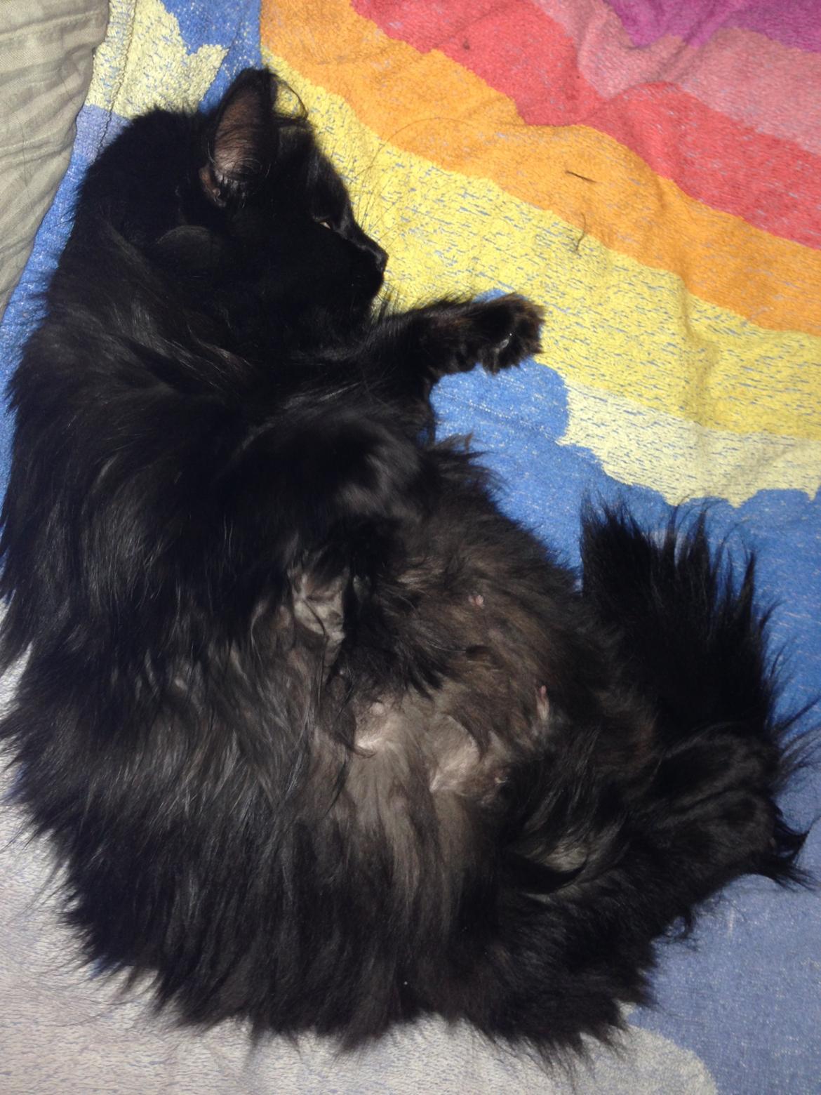 Maine Coon Liva billede 4