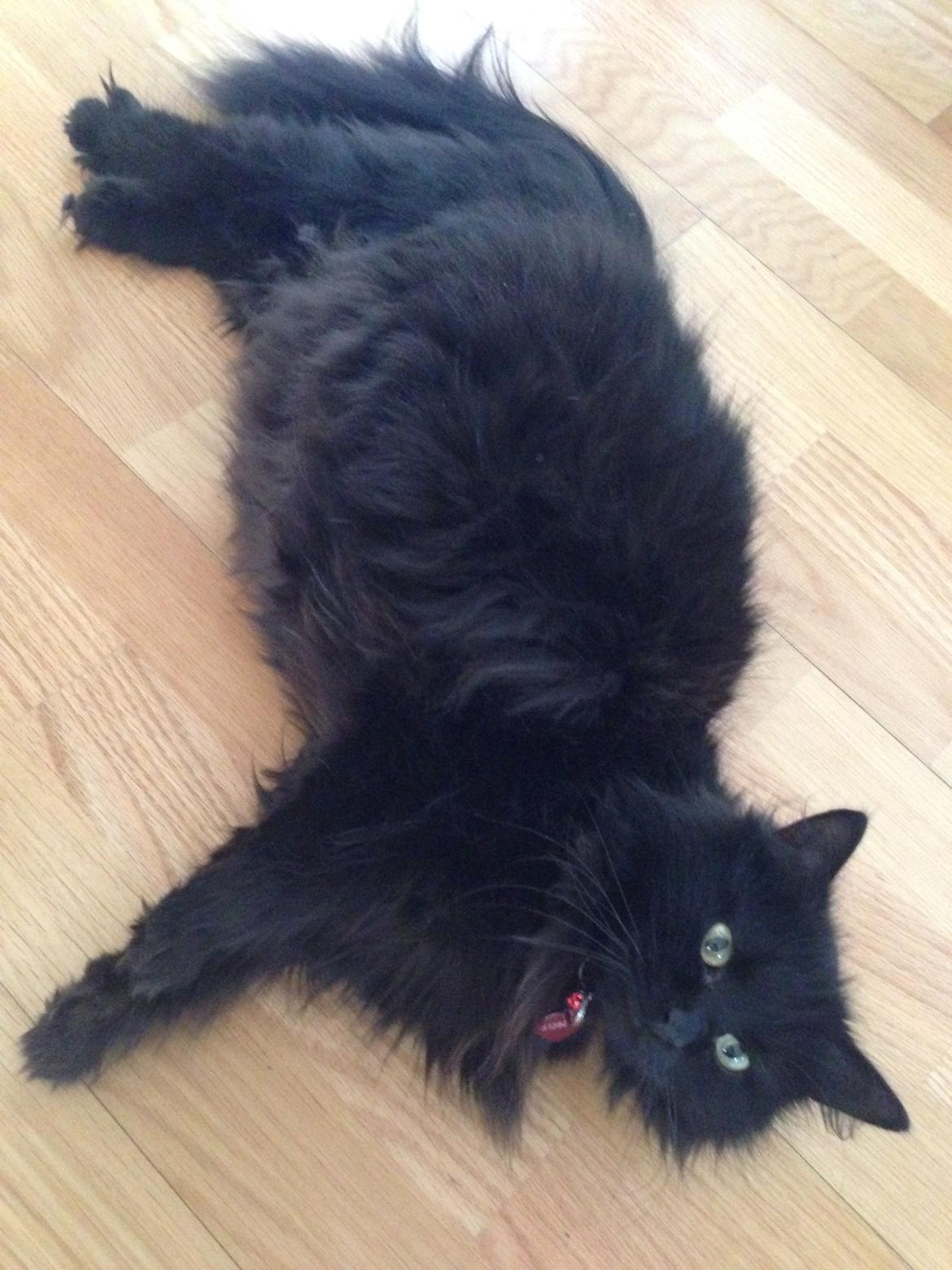 Maine Coon Liva billede 5