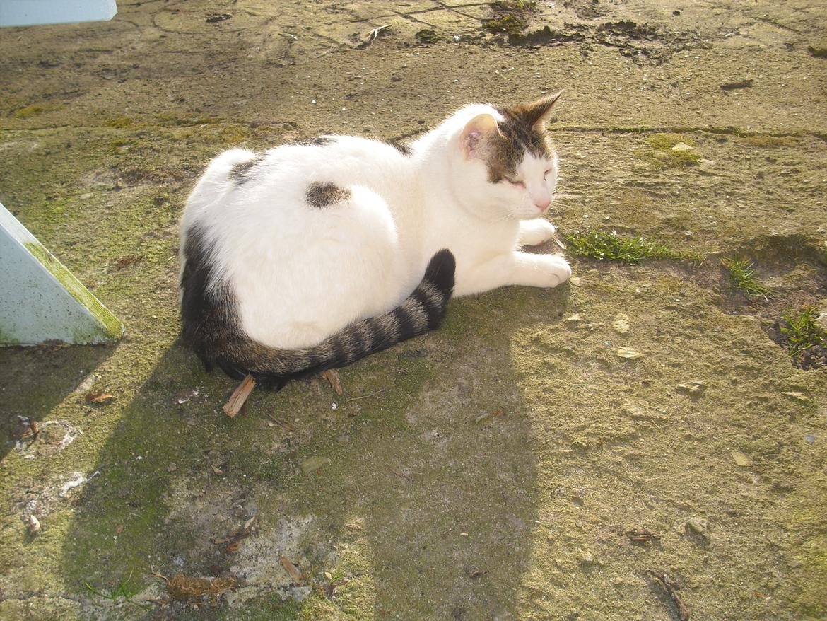 Huskat Palle billede 1