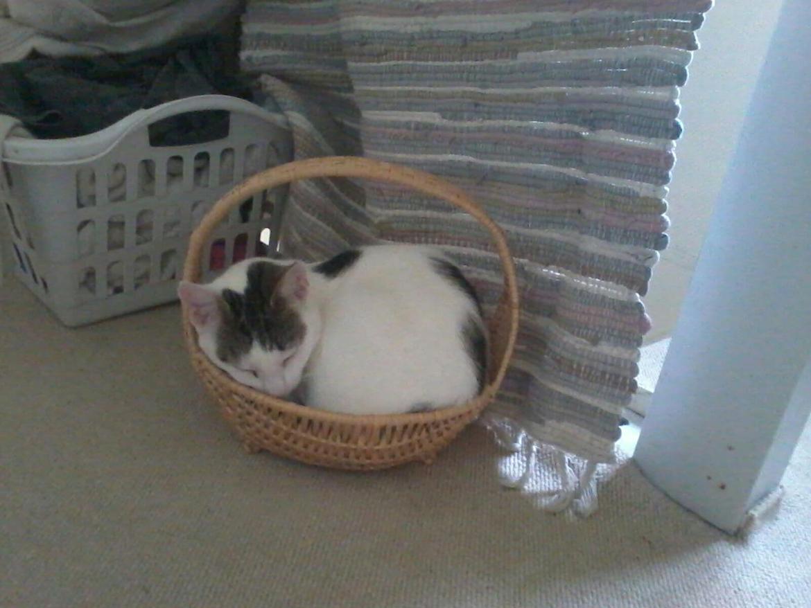 Huskat Palle billede 5