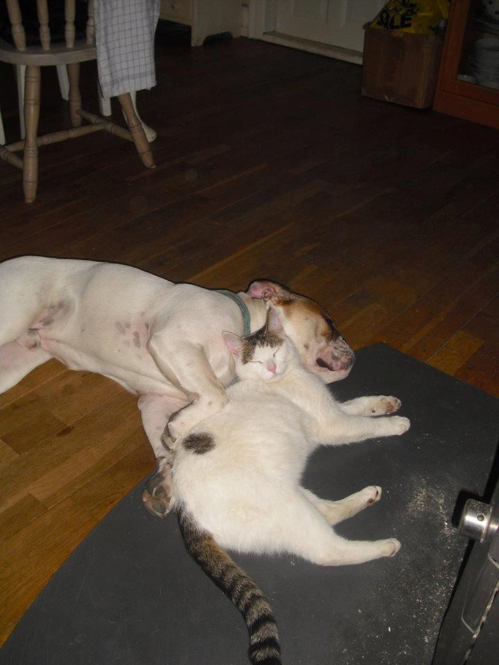 Huskat Palle billede 6