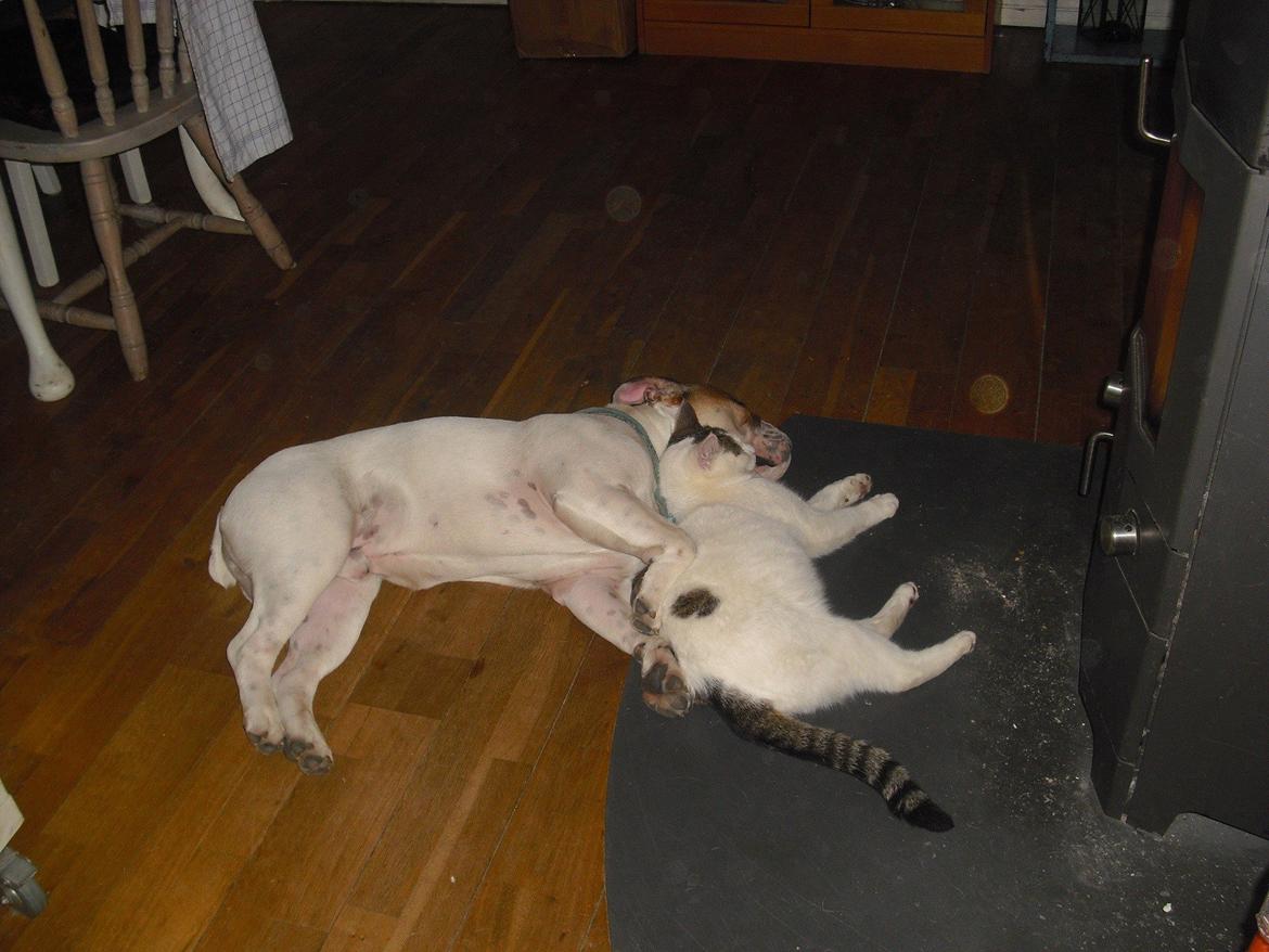 Huskat Palle billede 7