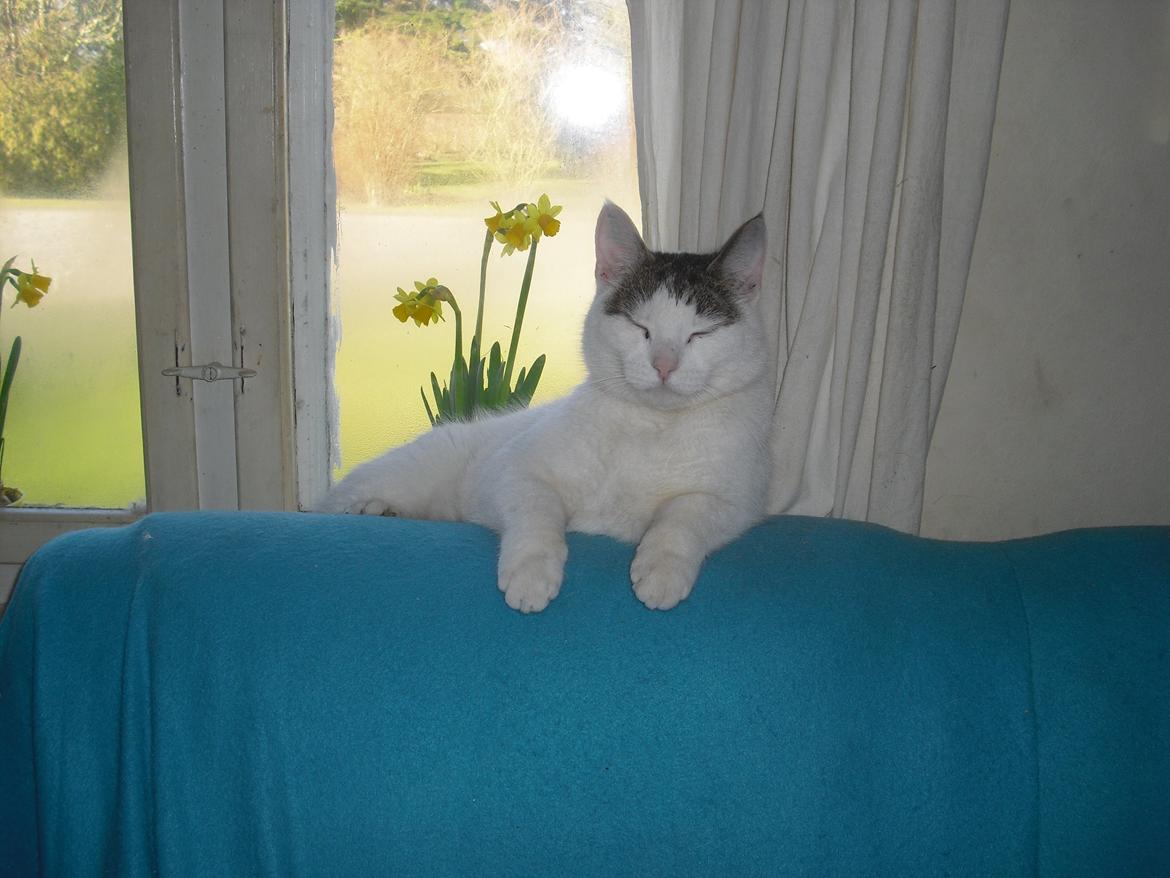 Huskat Palle billede 8