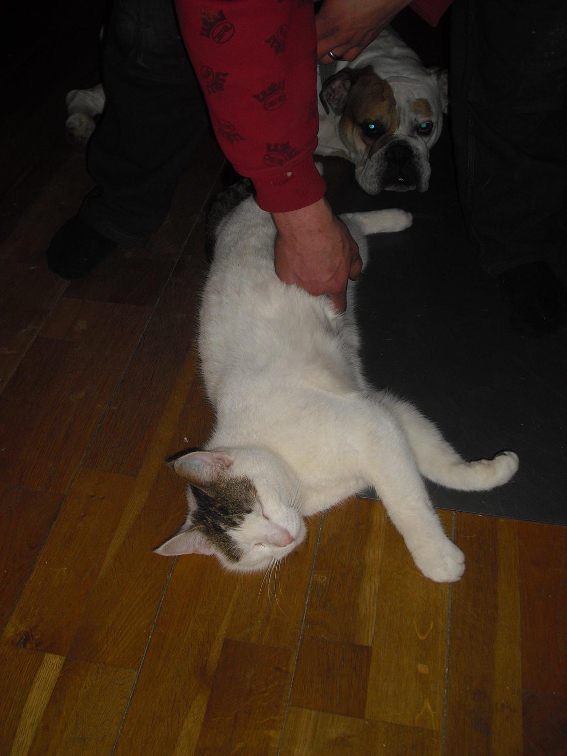 Huskat Palle billede 2