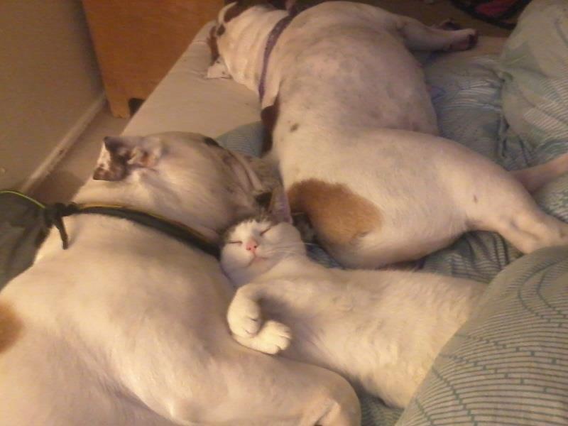 Huskat Palle billede 3