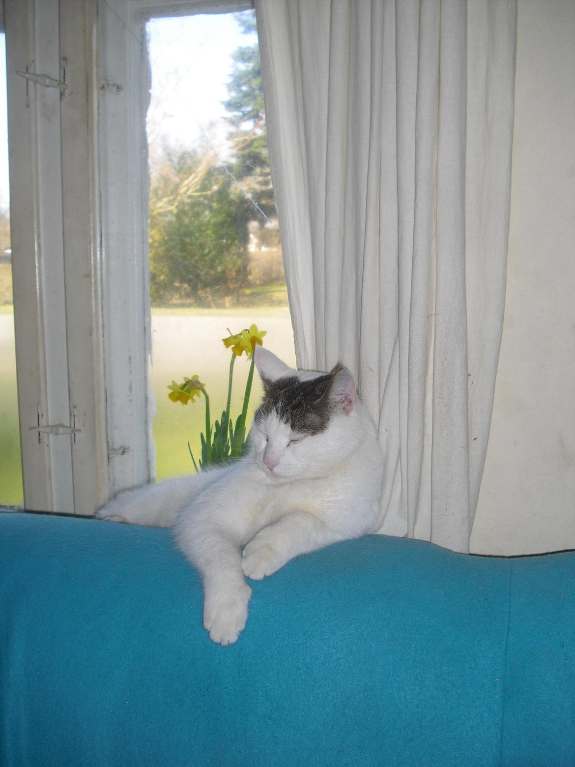 Huskat Palle billede 9