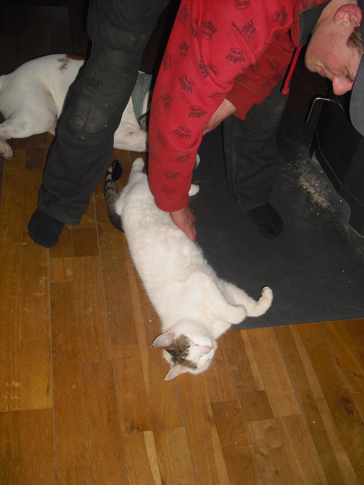 Huskat Palle billede 10