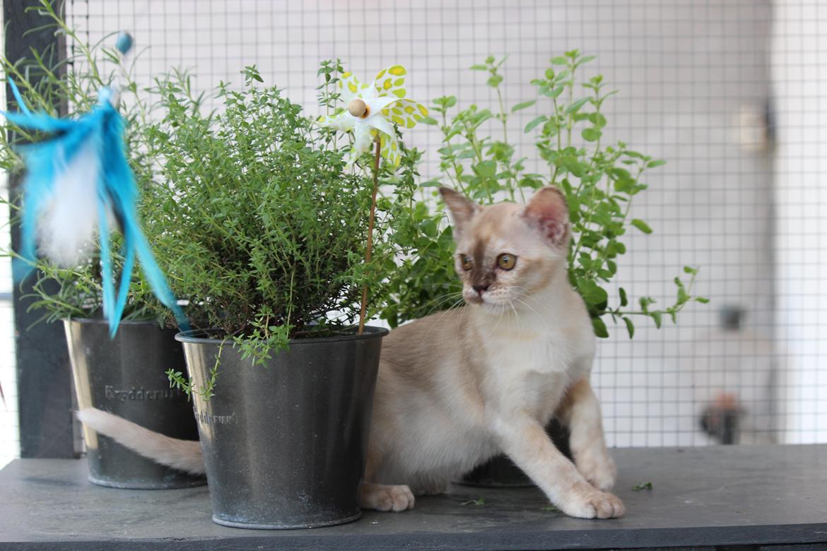 Burmeser Windy Meadows of Magicat billede 1