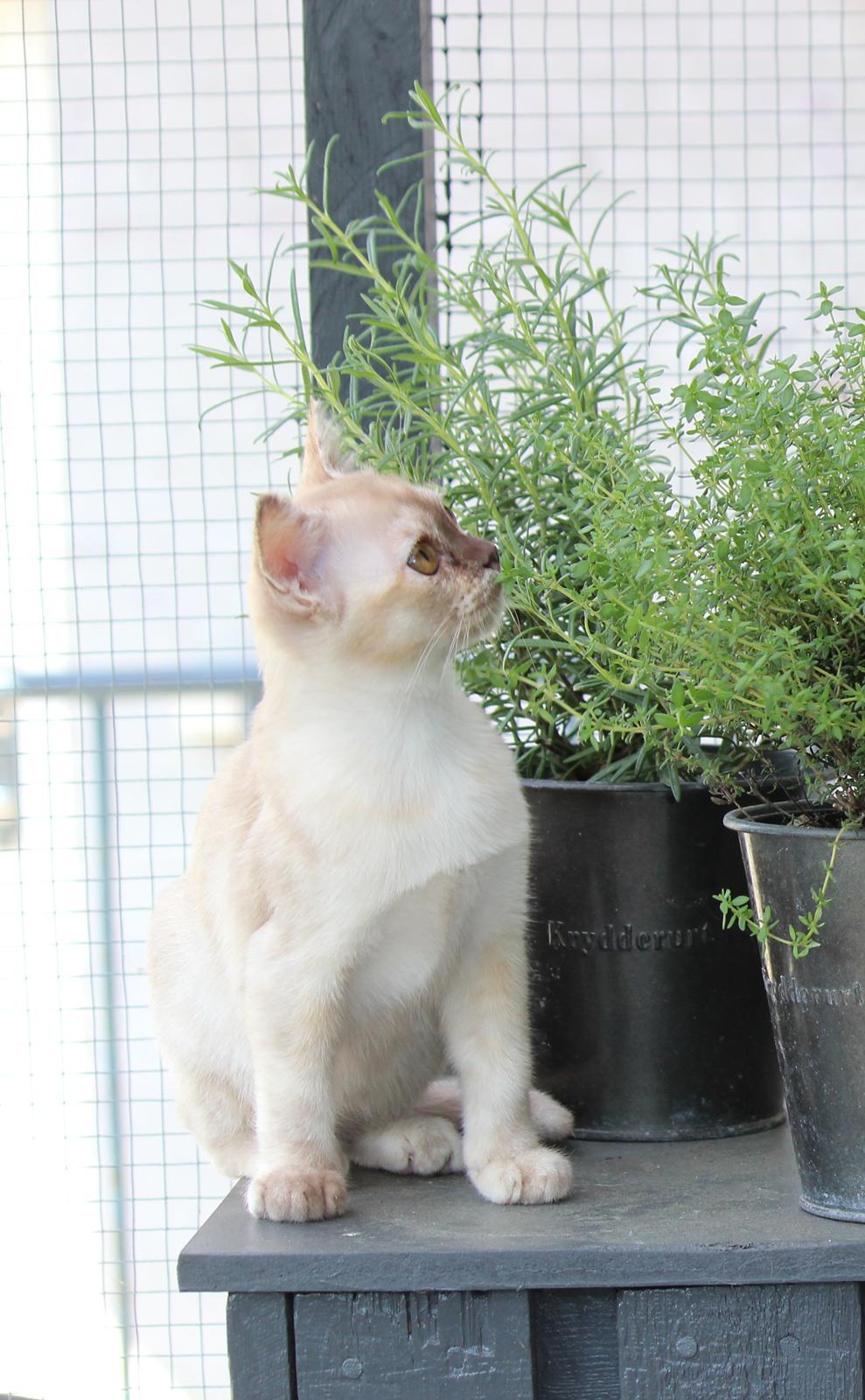 Burmeser Windy Meadows of Magicat billede 4