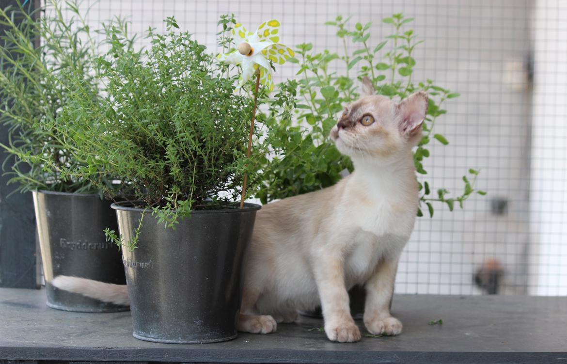 Burmeser Windy Meadows of Magicat billede 7