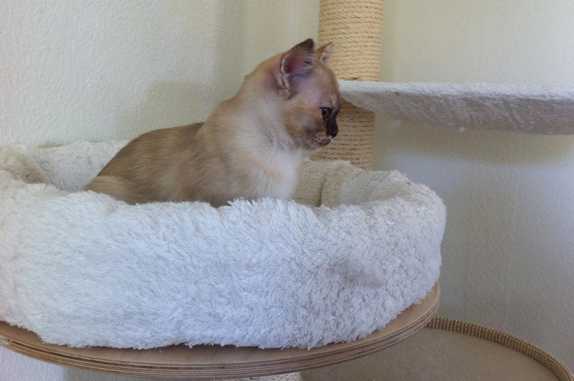 Burmeser Windy Meadows of Magicat billede 6