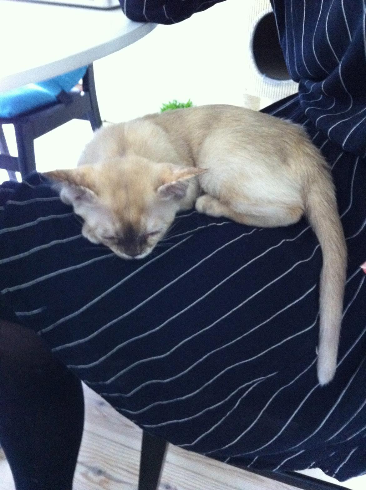 Burmeser Windy Meadows of Magicat billede 9