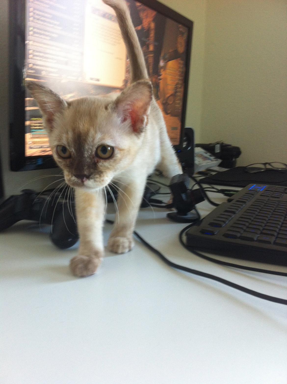 Burmeser Windy Meadows of Magicat billede 8