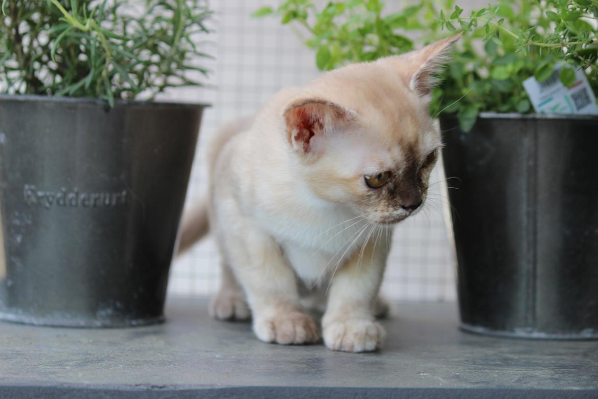 Burmeser Windy Meadows of Magicat billede 2