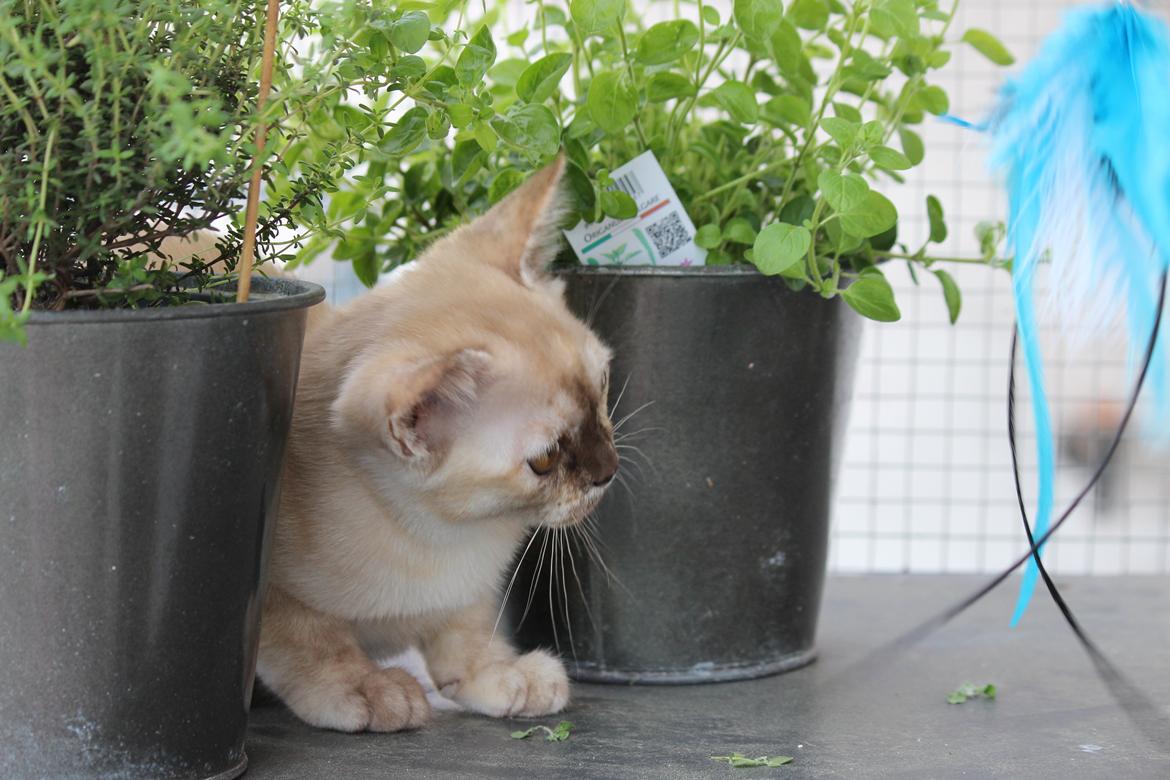 Burmeser Windy Meadows of Magicat billede 10