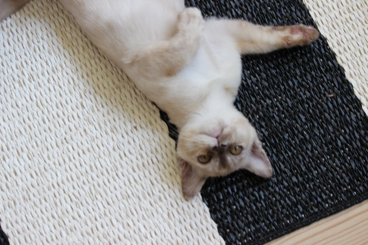 Burmeser Windy Meadows of Magicat billede 11