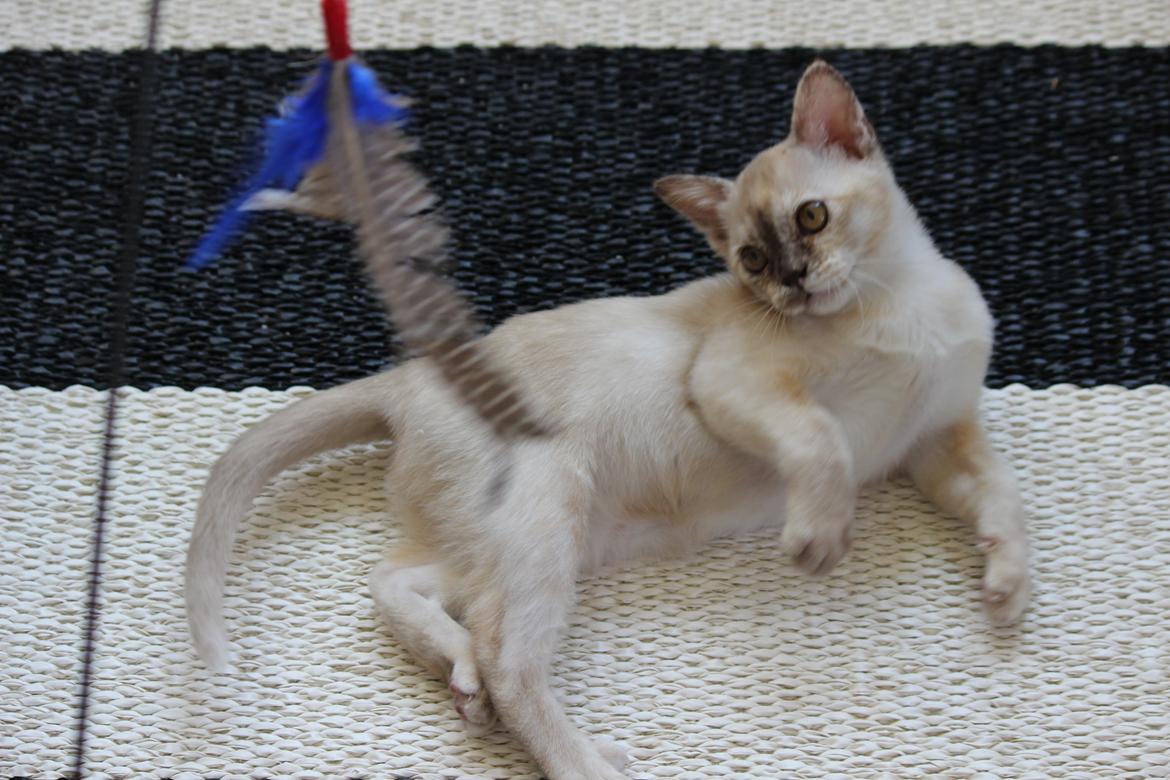 Burmeser Windy Meadows of Magicat billede 5