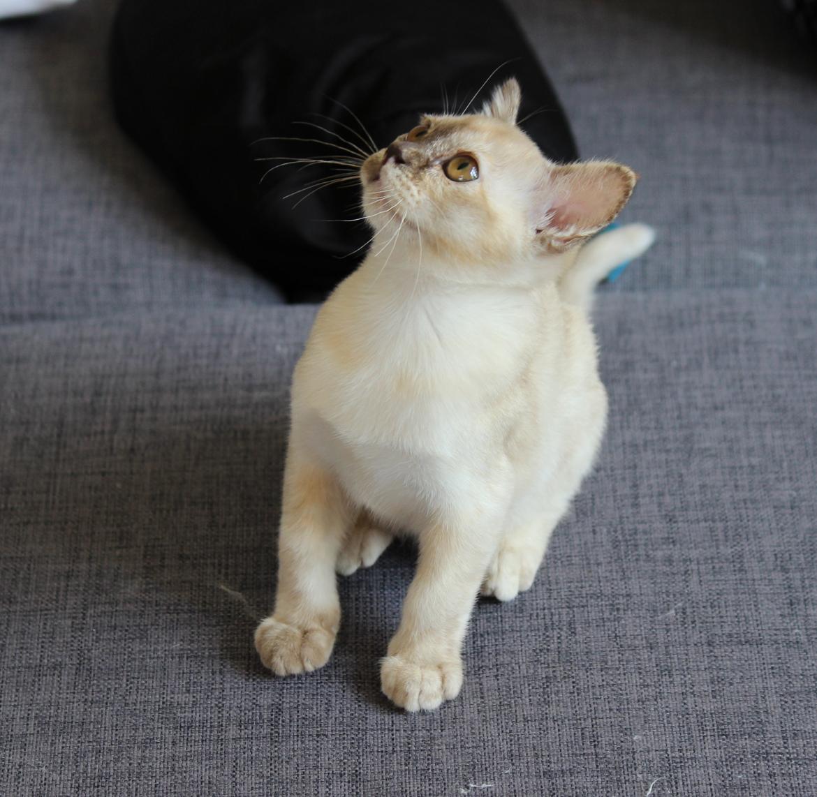 Burmeser Windy Meadows of Magicat billede 3