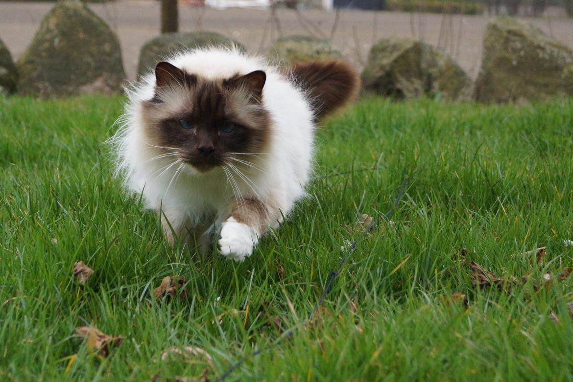 Hellig Birma Chiangmaus Gersimi billede 15