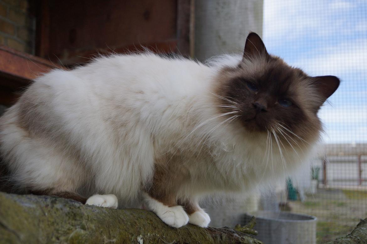 Hellig Birma Chiangmaus Gersimi billede 2