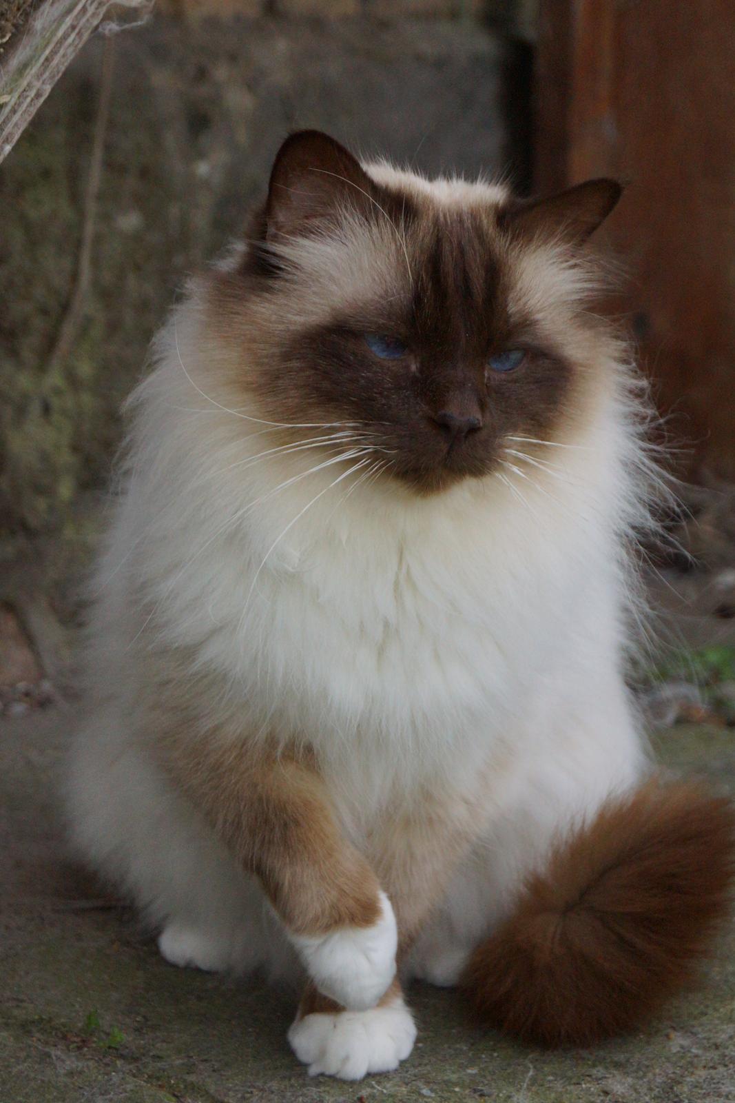 Hellig Birma Chiangmaus Gersimi billede 1