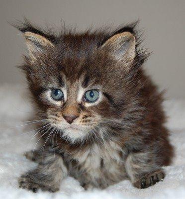 Maine Coon Biscat's Scarlett billede 1