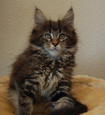 Maine Coon Biscat's Scarlett billede 3