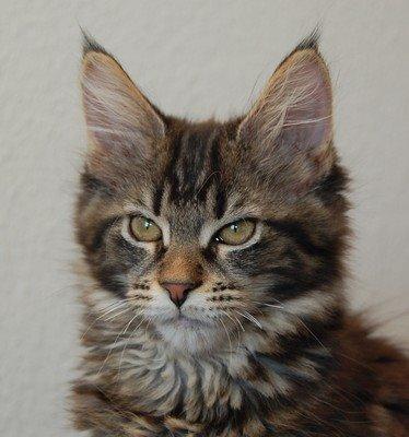 Maine Coon Biscat's Scarlett billede 4