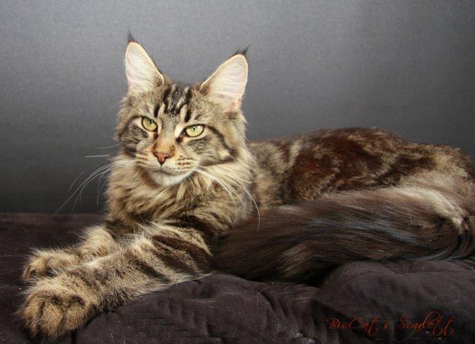 Maine Coon Biscat's Scarlett billede 5