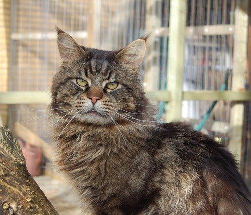 Maine Coon Biscat's Scarlett - Far billede 6